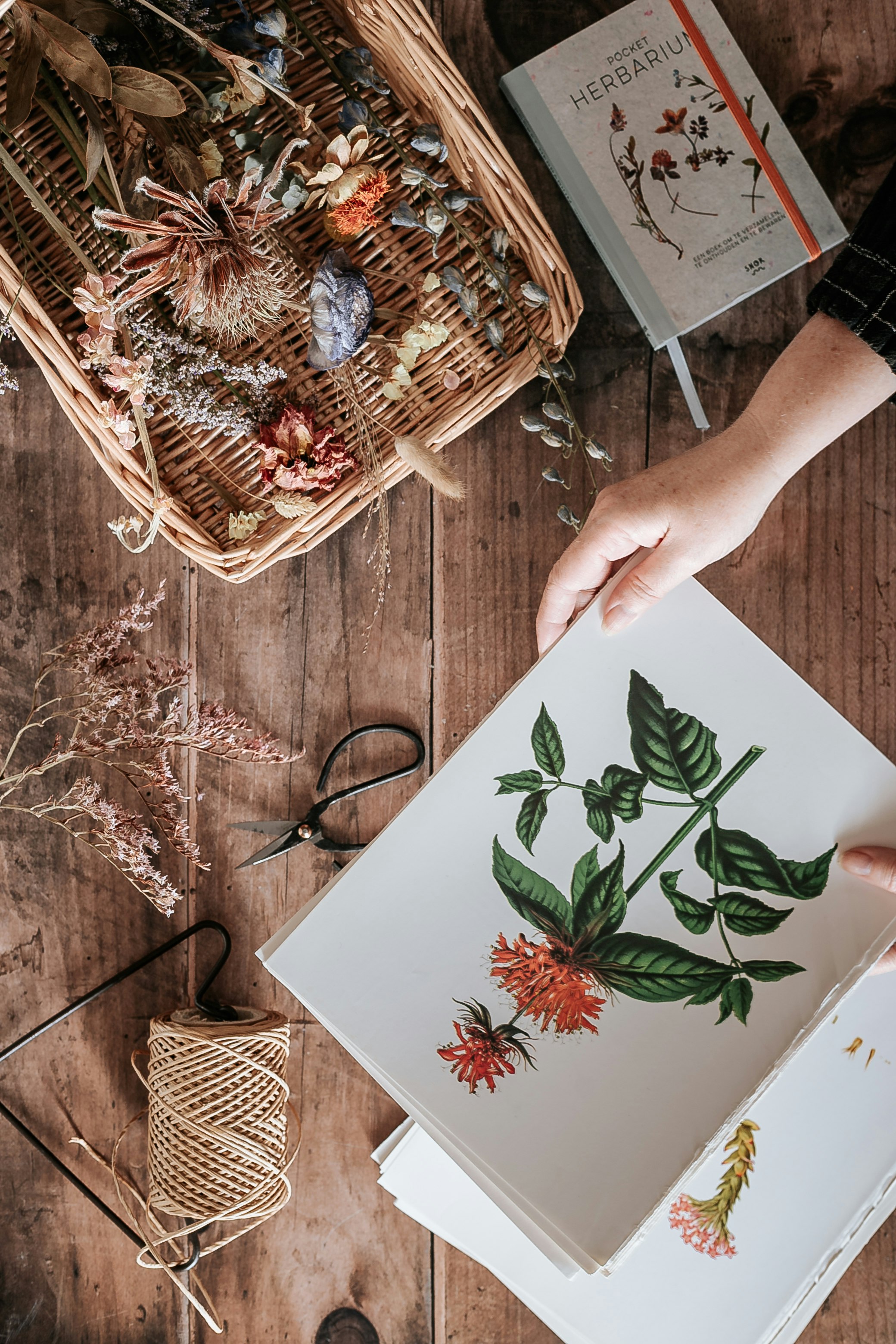 person holding white green and red floral board